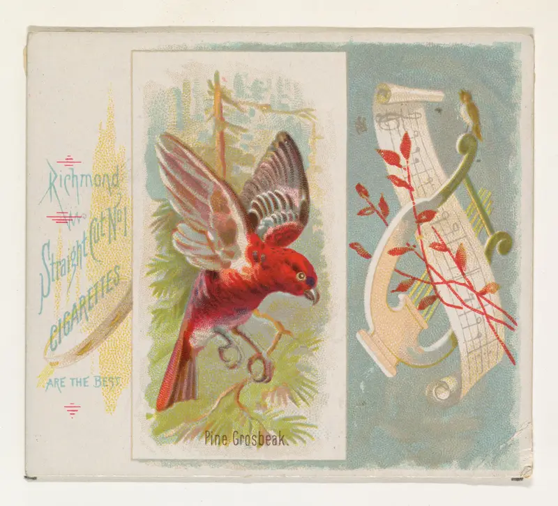 Pine Grosbeak, from the Song Birds of the World series (N42) for Allen & Ginter Cigarettes Wall Art by Allen & Ginter - High-Resolution Digital Print