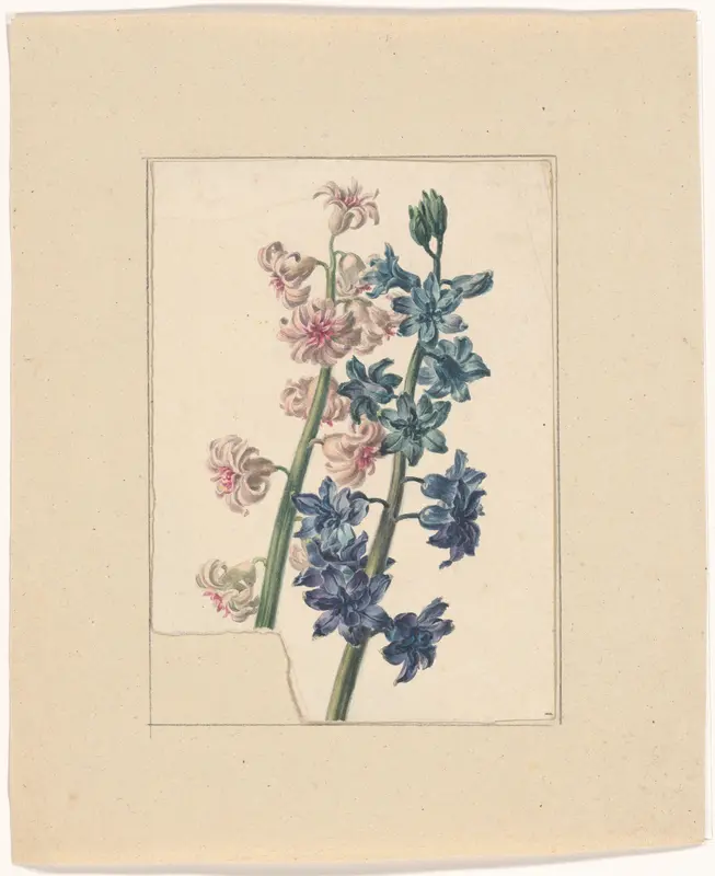 Pink and blue hyacinth Wall Art by Unknown - High-Resolution Digital Print
