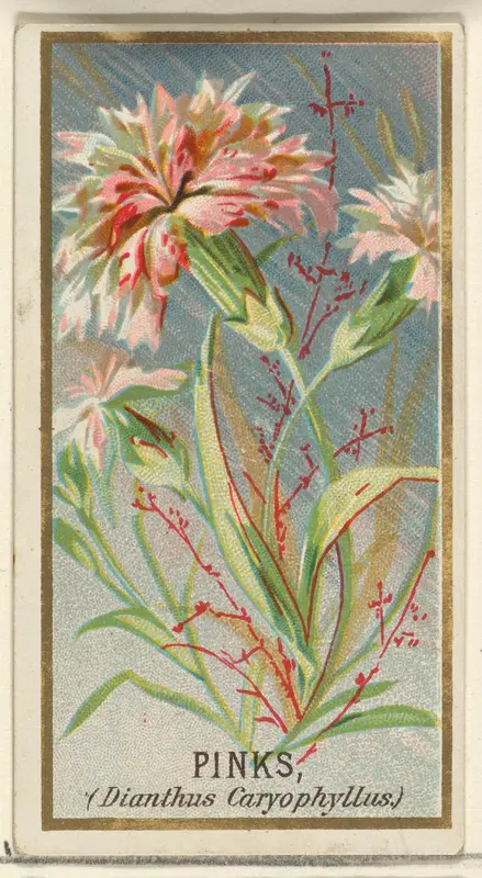 Pinks (Dianthus Caryophyllus), from the Flowers series for Old Judge Cigarettes Wall Art by Goodwin & Company - High-Resolution Digital Print