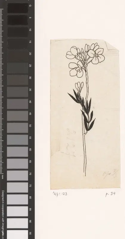 Pinksterbloem Wall Art by Willem Wenckebach - High-Resolution Digital Print