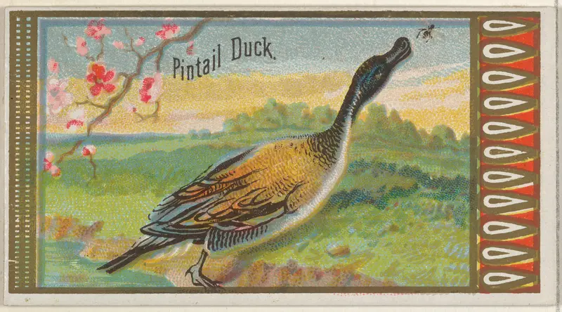 Pintail Duck, from the Game Birds series (N13) for Allen & Ginter Cigarettes Brands Wall Art by Allen & Ginter - High-Resolution Digital Print