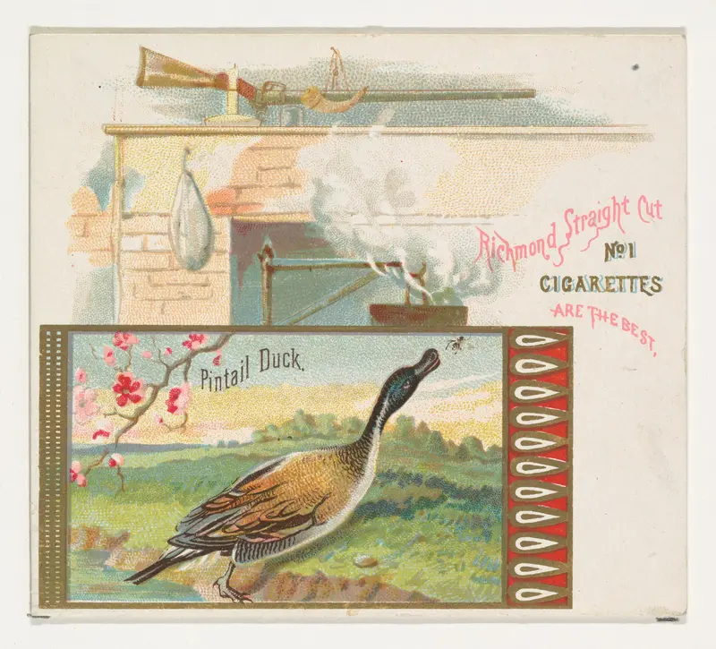 Pintail Duck, from the Game Birds series (N40) for Allen & Ginter Cigarettes Wall Art by Allen & Ginter - High-Resolution Digital Print
