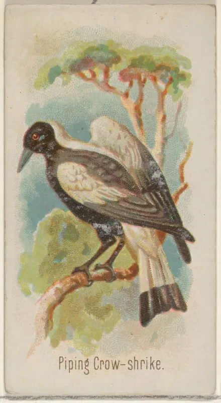 Piping Crow-shrike, from the Song Birds of the World series (N23) for Allen & Ginter Cigarettes Wall Art by Allen & Ginter - High-Resolution Digital Print