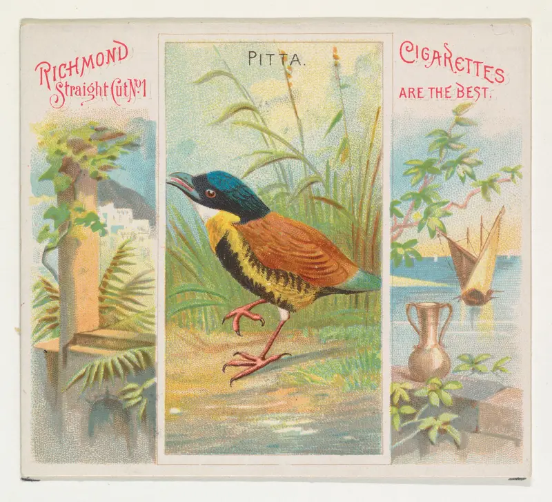 Pitta, from Birds of the Tropics series (N38) for Allen & Ginter Cigarettes Wall Art by Allen & Ginter - High-Resolution Digital Print