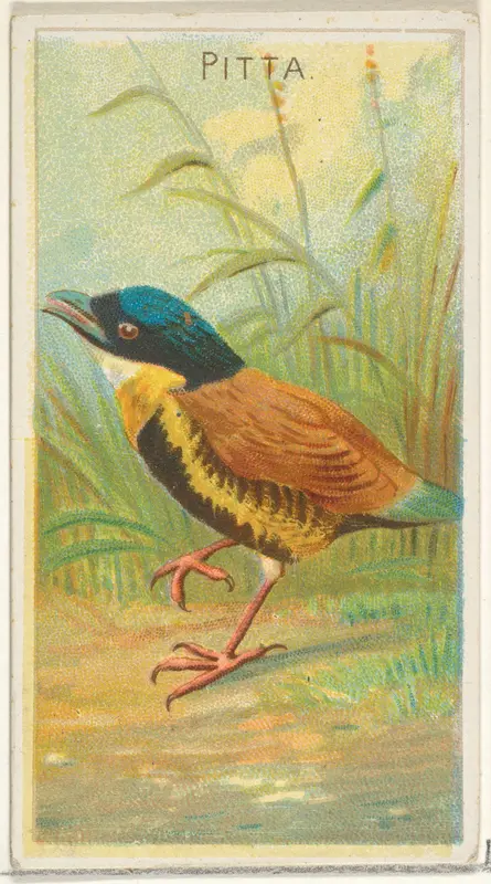 Pitta, from the Birds of the Tropics series (N5) for Allen & Ginter Cigarettes Brands Wall Art by Allen & Ginter - High-Resolution Digital Print