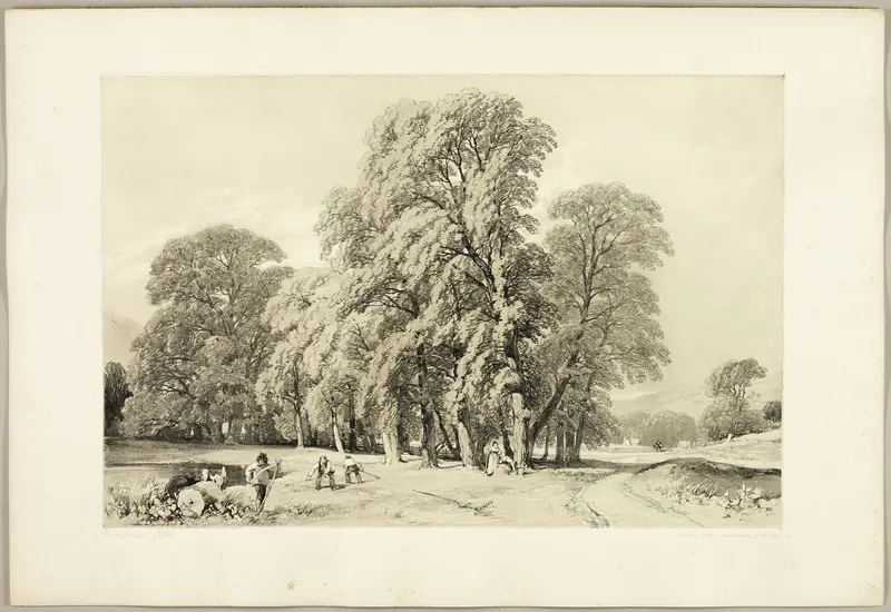 Plane Trees, from The Park and the Forest Wall Art by James Duffield Harding - High-Resolution Digital Print