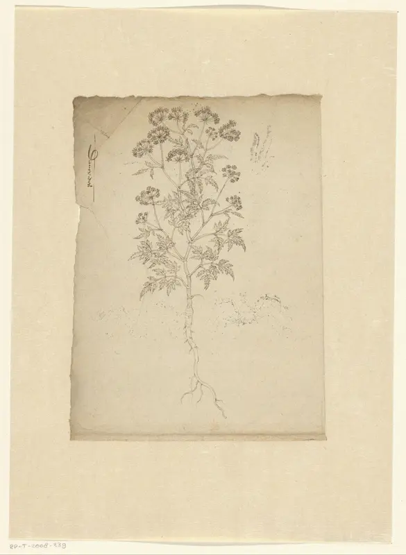 Plant ‘Daucoides’, possibly umbellifer Wall Art by anonymous - High-Resolution Digital Print