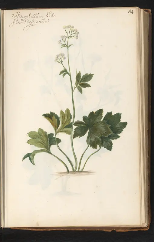 Plant met onbeschreven bloem Wall Art by anonymous - High-Resolution Digital Print