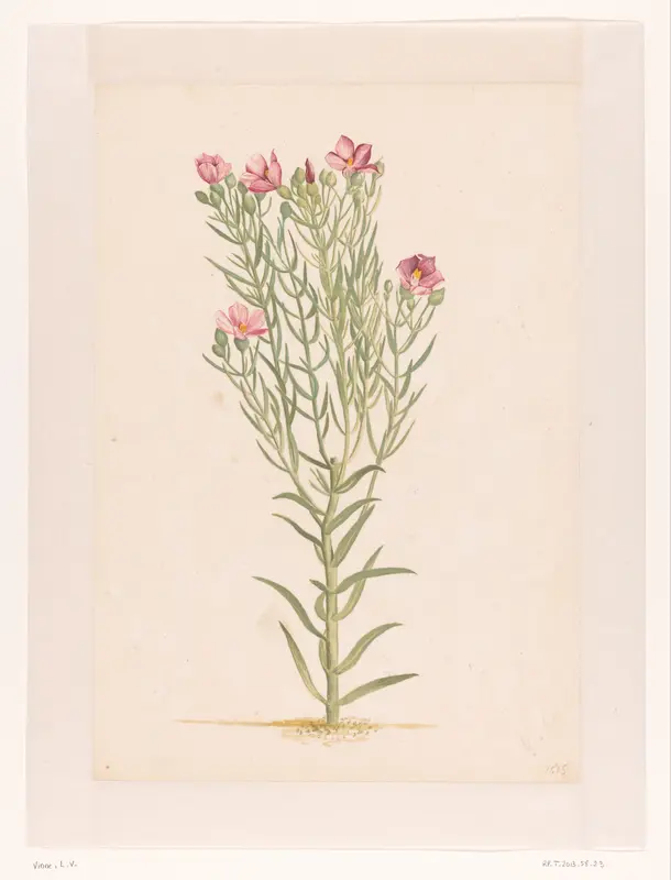 Plant met roze bloemen Wall Art by Laurens Vincentsz. van der Vinne - High-Resolution Digital Print