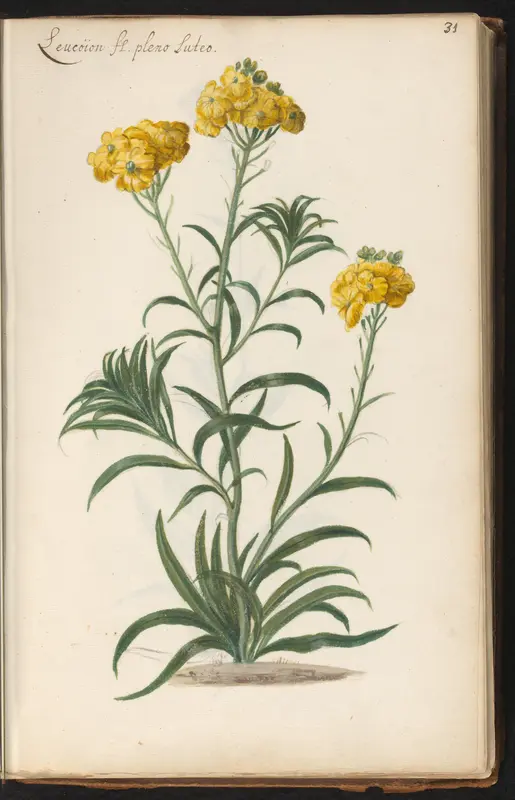 Plant met trosjes gele bloemen Wall Art by anonymous - High-Resolution Digital Print