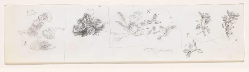 Planten, waaronder hondsdraf en weegbree Wall Art by Simon Koene - High-Resolution Digital Print