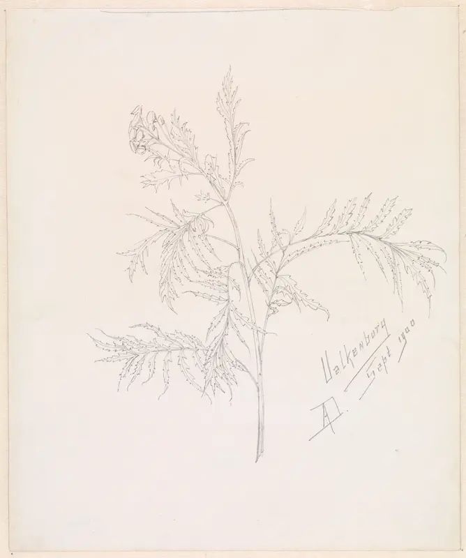 Plantenstudie Wall Art by A.G. Dake - High-Resolution Digital Print