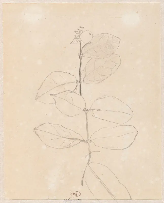Plantenstudie Wall Art by Theo Nieuwenhuis - High-Resolution Digital Print