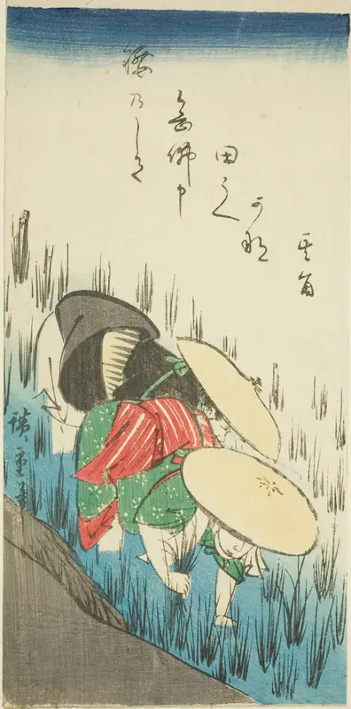 Planting rice