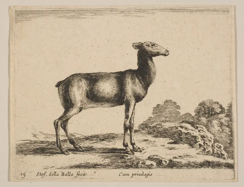 Plate 15: Doe, from "Various animals" (Diversi animali) Wall Art by Stefano della Bella - High-Resolution Digital Print