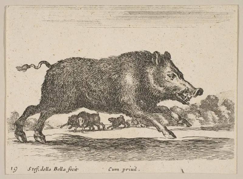 Plate 19: Wild Boar, from "Various animals" (Diversi animali) Wall Art by Stefano della Bella - High-Resolution Digital Print