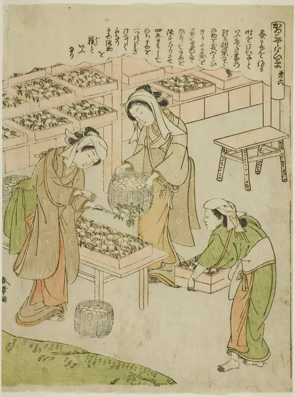 Plate 6 (Examining the Newly Spun Cocoons), from the series "Kaiko Yashinai-gusa"