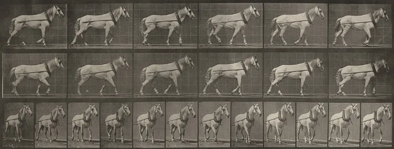 Plate Number 571. "Johnson" hauling Wall Art by Eadweard Muybridge - High-Resolution Digital Print