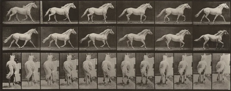 Plate Number 596. "Eagle" trotting, free Wall Art by Eadweard Muybridge - High-Resolution Digital Print