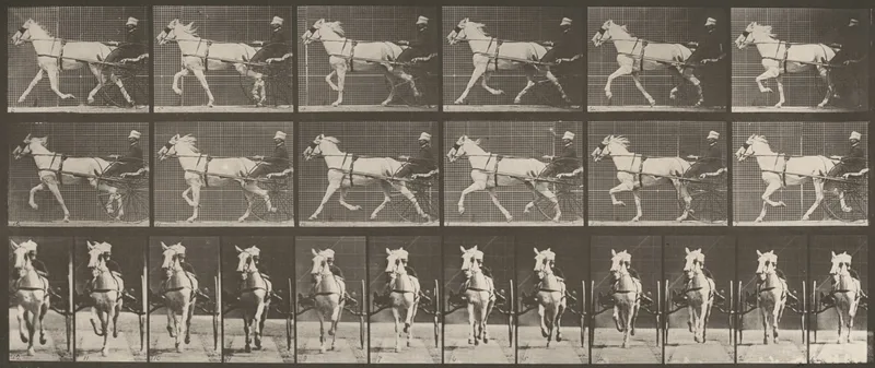 Plate Number 610. "Katydid" trotting, harnessed to sulky Wall Art by Eadweard Muybridge - High-Resolution Digital Print