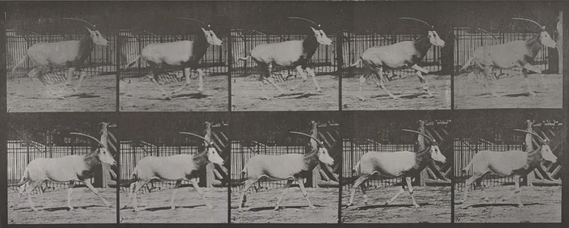 Plate Number 680. Oryx galloping Wall Art by Eadweard Muybridge - High-Resolution Digital Print