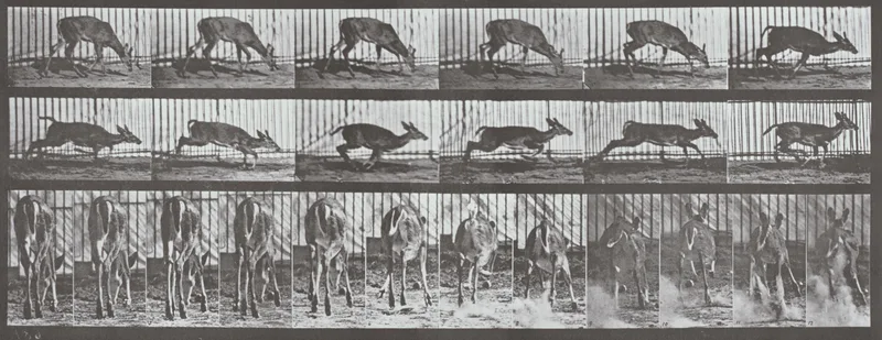 Plate Number 681. Virginia deer, buck, walking, startled to a gallop Wall Art by Eadweard Muybridge - High-Resolution Digital Print