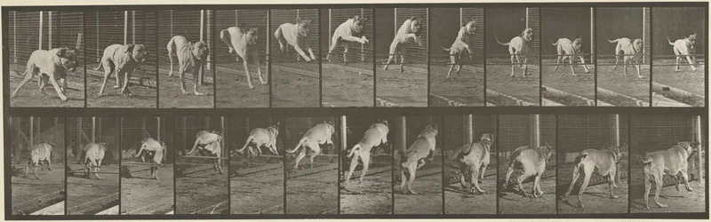 Plate Number 712. Dog; jumping hurdle; mastiff, Dread Wall Art by Eadweard Muybridge - High-Resolution Digital Print