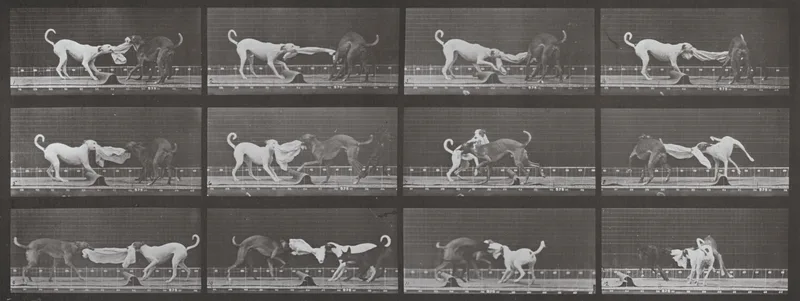 Plate Number 715. "Ike," "Maggie," etc. tugging at a towel Wall Art by Eadweard Muybridge - High-Resolution Digital Print