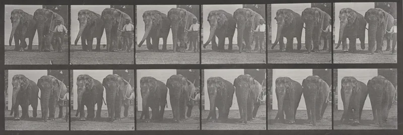 Plate Number 734. Two elephants walking Wall Art by Eadweard Muybridge - High-Resolution Digital Print