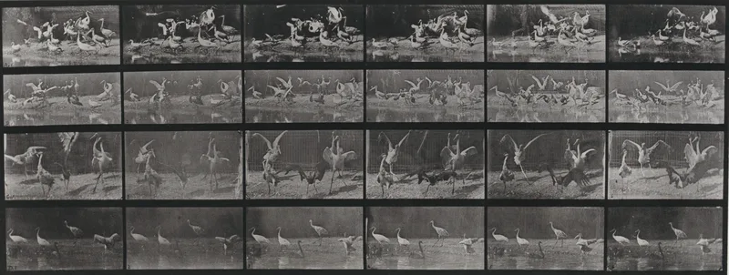 Plate Number 777. Storks, swans, etc. Wall Art by Eadweard Muybridge - High-Resolution Digital Print