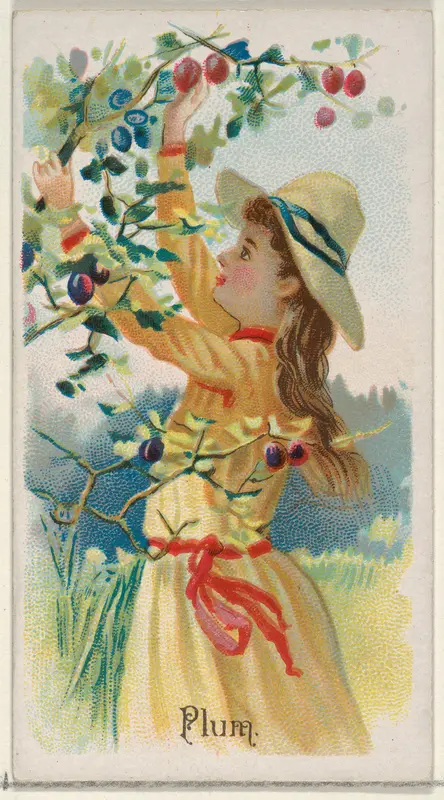 Plum, from the Fruits series (N12) for Allen & Ginter Cigarettes Brands Wall Art by Allen & Ginter - High-Resolution Digital Print