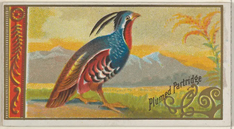 Plumed Partridge, from the Game Birds series (N13) for Allen & Ginter Cigarettes Brands Wall Art by Allen & Ginter - High-Resolution Digital Print