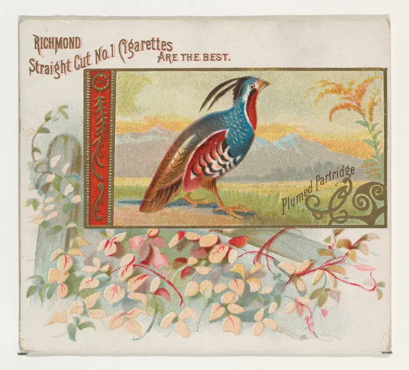 Plumed Partridge, from the Game Birds series (N40) for Allen & Ginter Cigarettes Wall Art by Allen & Ginter - High-Resolution Digital Print
