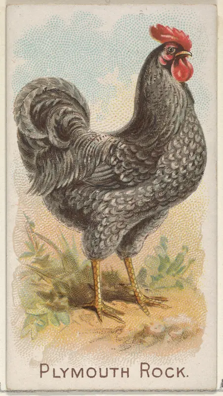 Plymouth Rock, from the Prize and Game Chickens series (N20) for Allen & Ginter Cigarettes Wall Art by Allen & Ginter - High-Resolution Digital Print