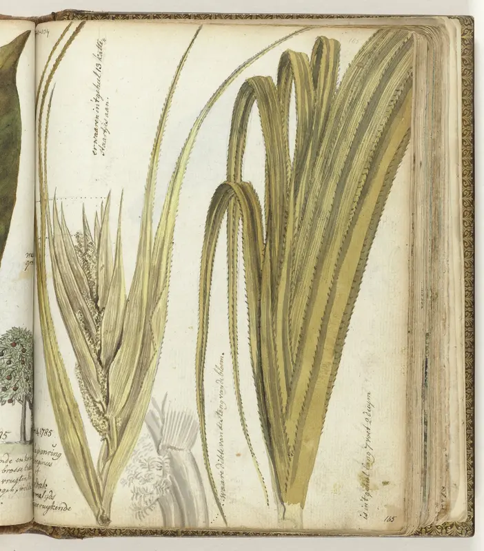 Poedak, Javaanse bloem Wall Art by Jan Brandes - High-Resolution Digital Print