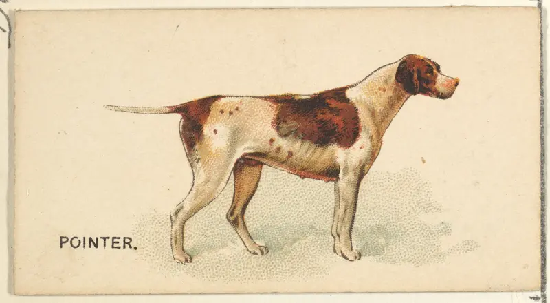 Pointer, from the Dogs of the World series for Old Judge Cigarettes Wall Art by Goodwin & Company - High-Resolution Digital Print