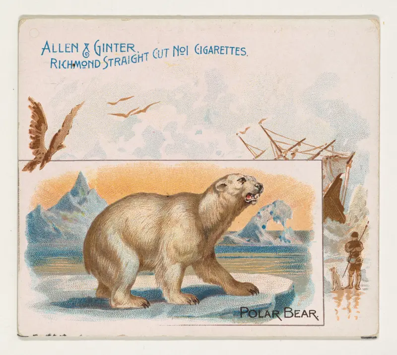 Polar Bear, from Quadrupeds series (N41) for Allen & Ginter Cigarettes Wall Art by Allen & Ginter - High-Resolution Digital Print
