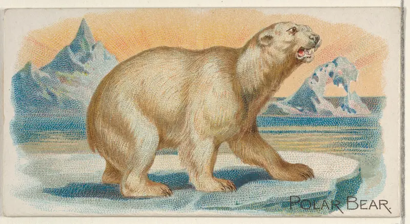 Polar Bear, from the Quadrupeds series (N21) for Allen & Ginter Cigarettes Wall Art by Allen & Ginter - High-Resolution Digital Print