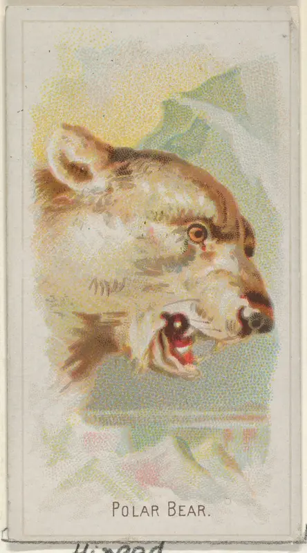 Polar Bear, from the Wild Animals of the World series (N25) for Allen & Ginter Cigarettes Wall Art by Allen & Ginter - High-Resolution Digital Print