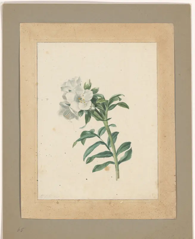 Polemonium carneum Wall Art by Eelke Jelles Eelkema - High-Resolution Digital Print