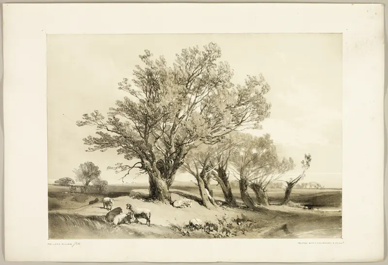 Pollard Willow, from The Park and the Forest Wall Art by James Duffield Harding - High-Resolution Digital Print