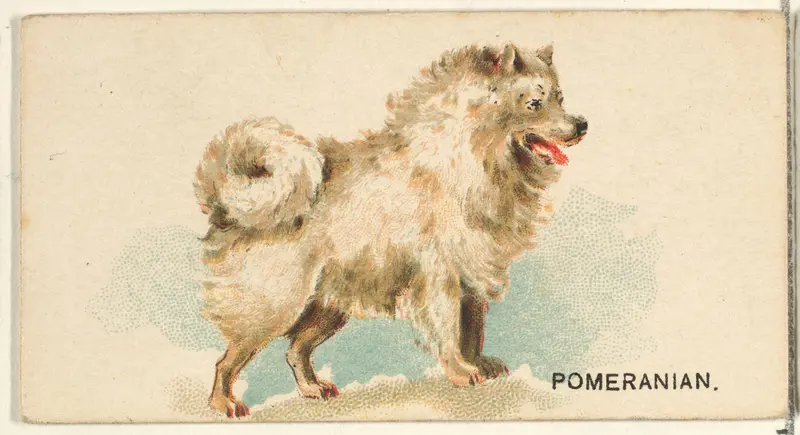 Pomeranian, from the Dogs of the World series for Old Judge Cigarettes Wall Art by Goodwin & Company - High-Resolution Digital Print