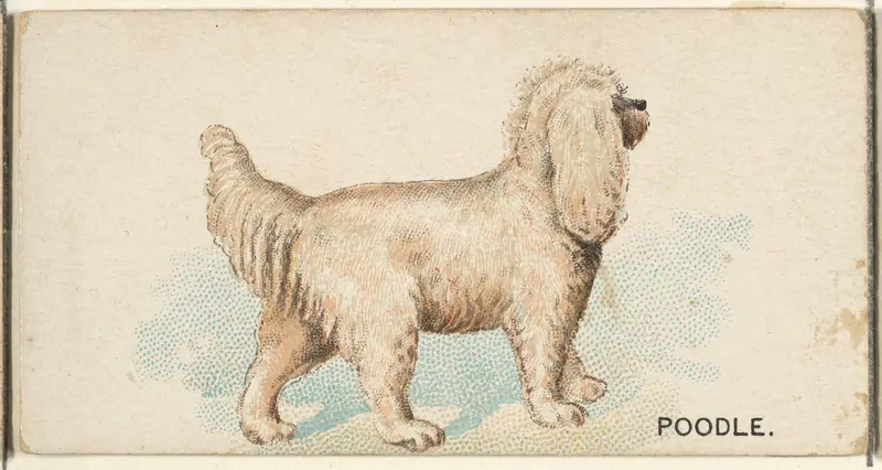 Poodle, from the Dogs of the World series for Old Judge Cigarettes Wall Art by Goodwin & Company - High-Resolution Digital Print