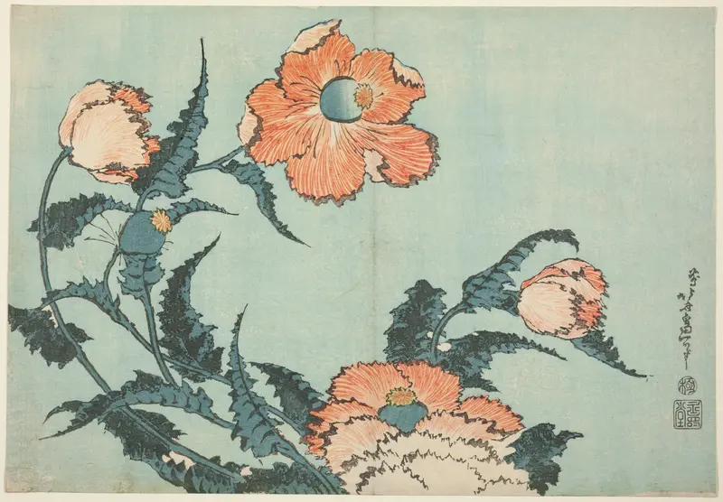 Poppies, from an untitled series of flowers