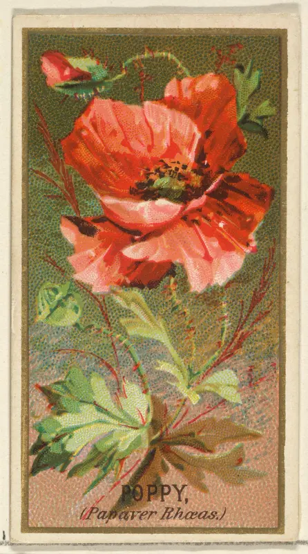 Poppy (Papaver Rhoeas), from the Flowers series for Old Judge Cigarettes Wall Art by Goodwin & Company - High-Resolution Digital Print