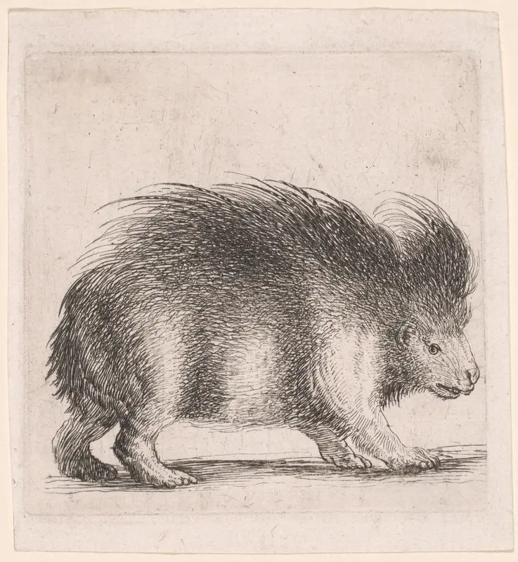 Porcupine, Facing Right Wall Art by Stefano della Bella - High-Resolution Digital Print