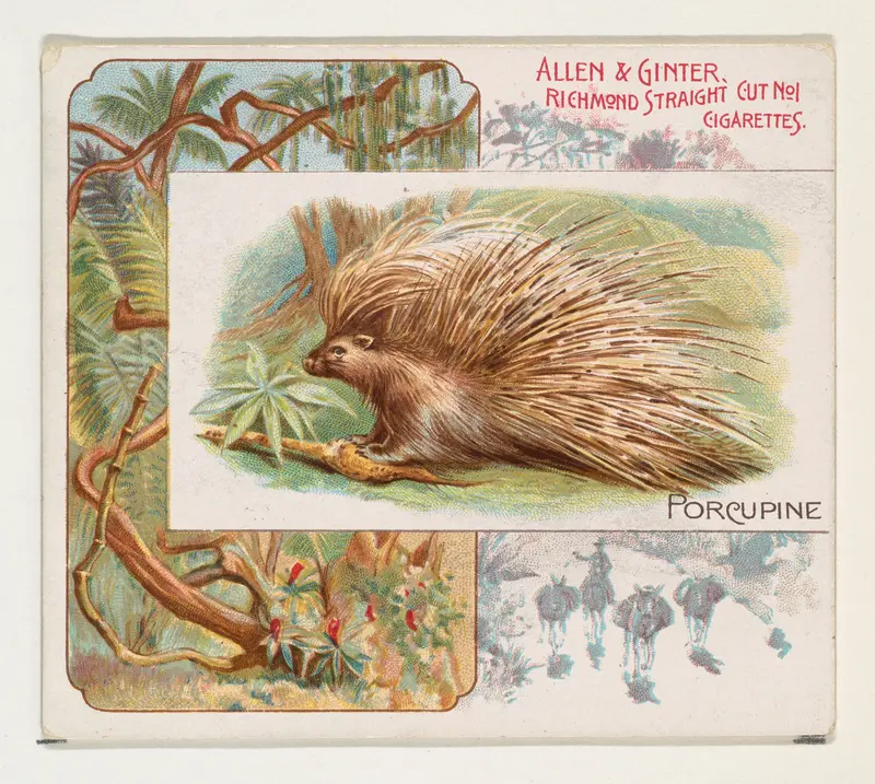 Porcupine, from Quadrupeds series (N41) for Allen & Ginter Cigarettes Wall Art by Allen & Ginter - High-Resolution Digital Print