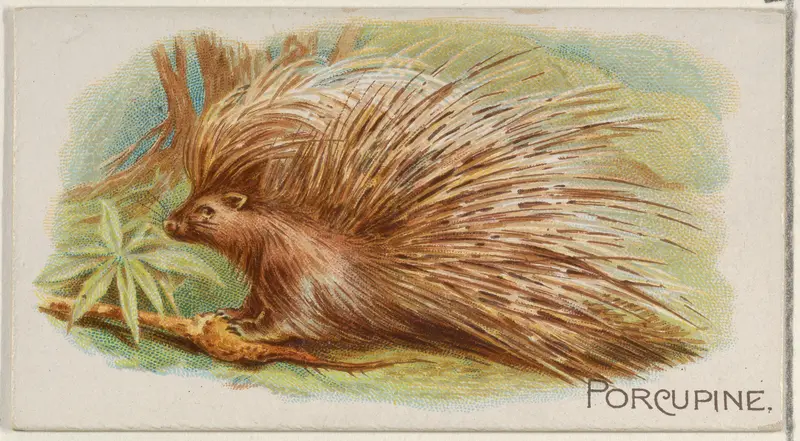 Porcupine, from the Quadrupeds series (N21) for Allen & Ginter Cigarettes Wall Art by Allen & Ginter - High-Resolution Digital Print