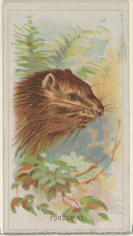 Porcupine, from the Wild Animals of the World series (N25) for Allen & Ginter Cigarettes Wall Art by Allen & Ginter - High-Resolution Digital Print