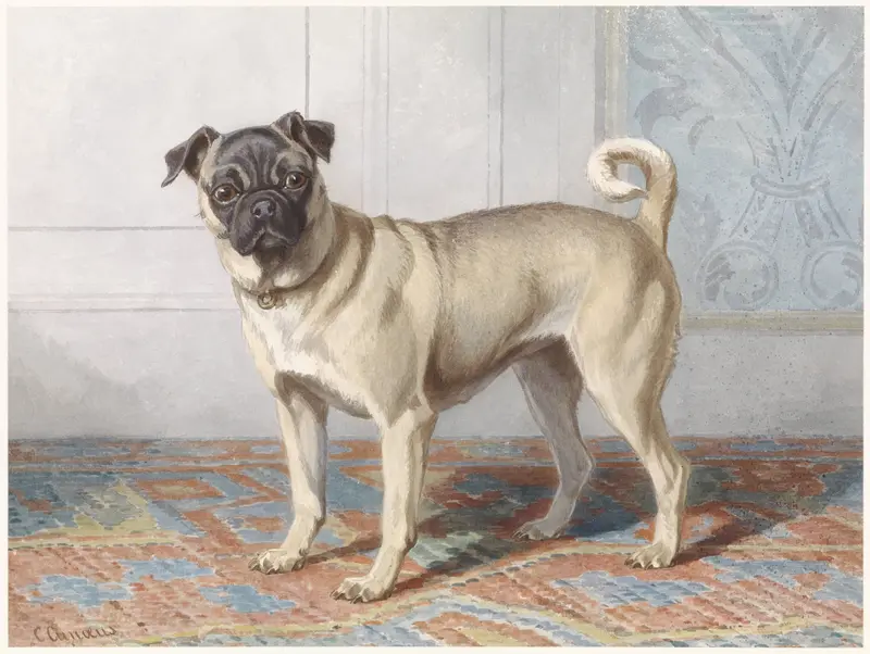 Portrait of Edwin vom Rath’s Pug Wall Art by Conradijn Cunaeus - High-Resolution Digital Print
